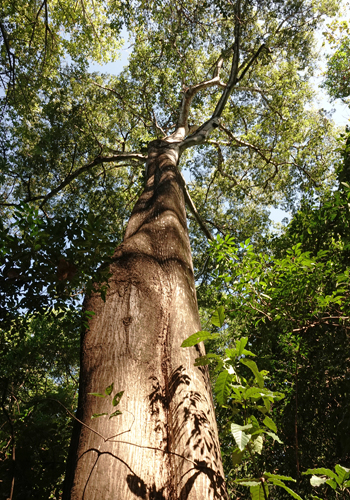 hoge boom in nosara