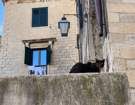 katten in dubrovnik op muurtje