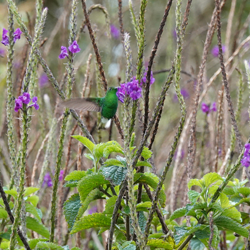 kolibrie in paarse bloempjes
