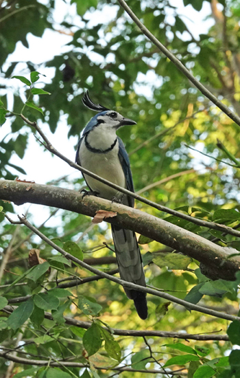 magpie jay in mal pais