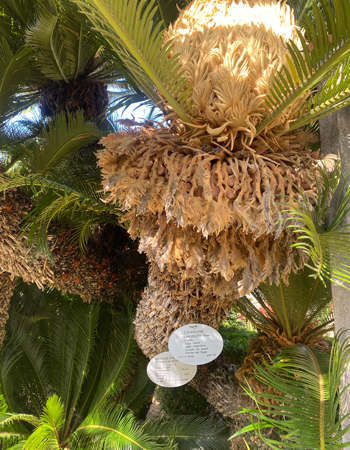 palmen in arboretum trsteno