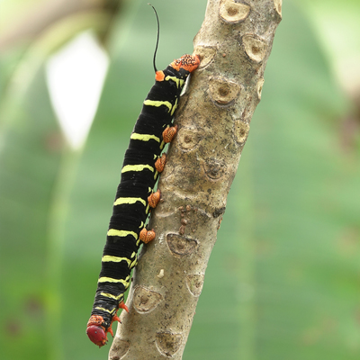 sfinx catterpillar