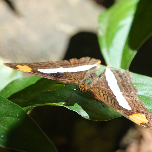 vlinder in nosara