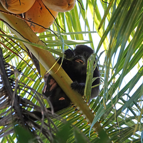 brulaap in kokospalm