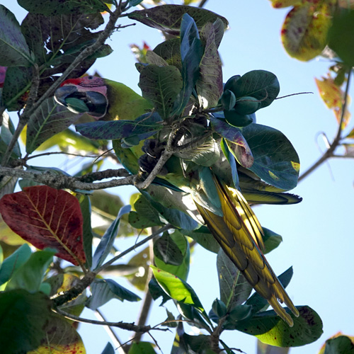 great green macaw eet amandel