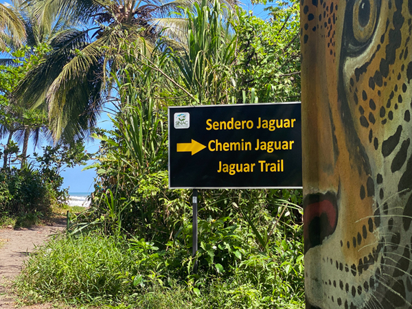 jaguar trail in tortuguero