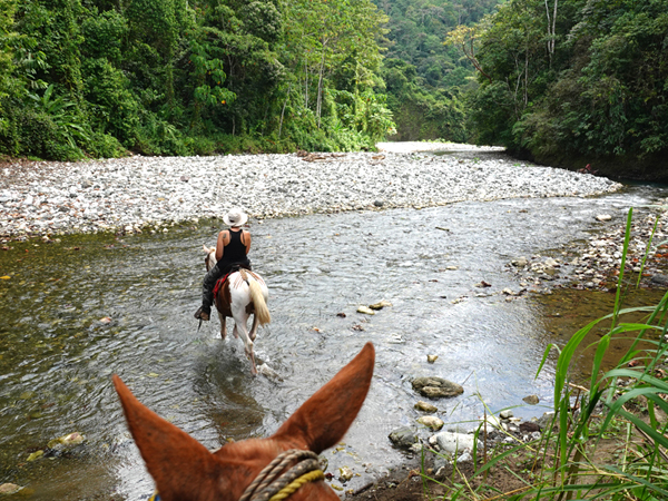 met paarden door rivier el tigre