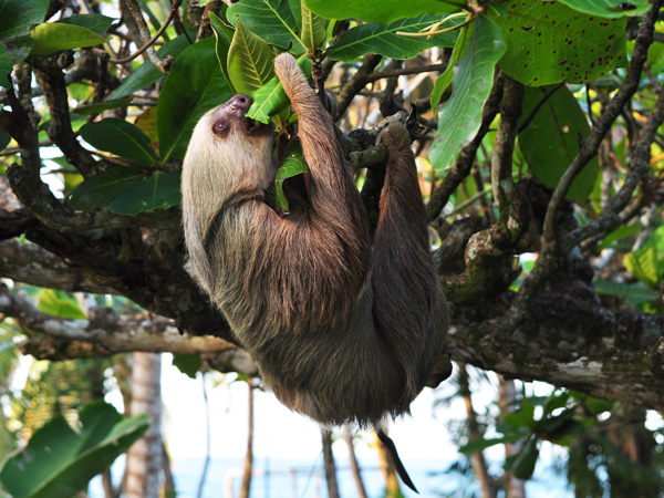 sloth eats leaves almendro