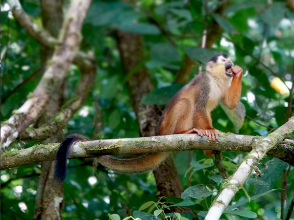 squirrel monkey eats fruit