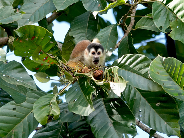 wildlife fruits squirrel monkey