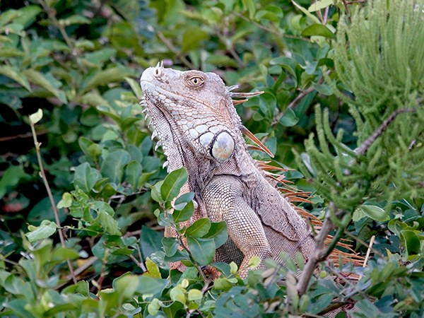 iguana iguana langs oever