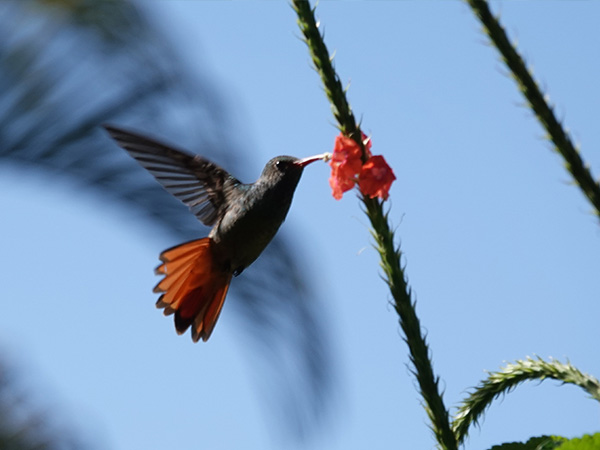 kolibrie in secret gardens