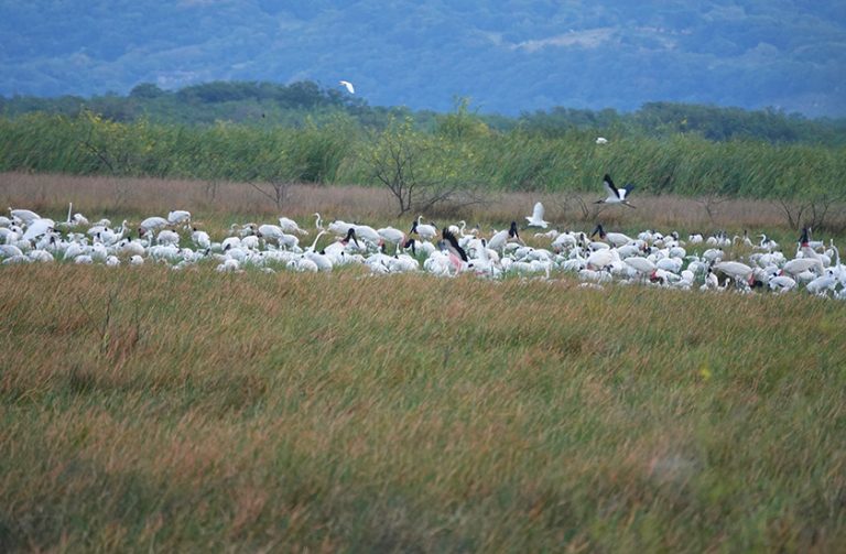 palo verde nationaal park