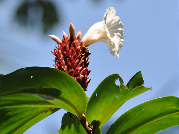tropische bloem in drake bay