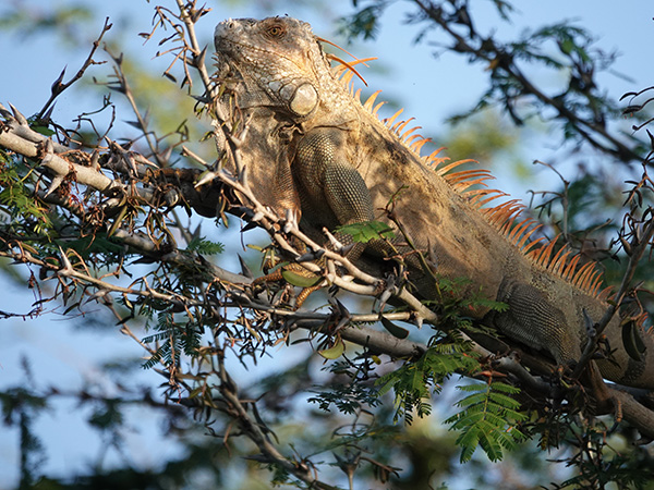 volwassen iguana iguana