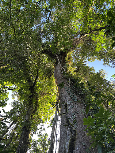 hoge bomen in Dos Rios