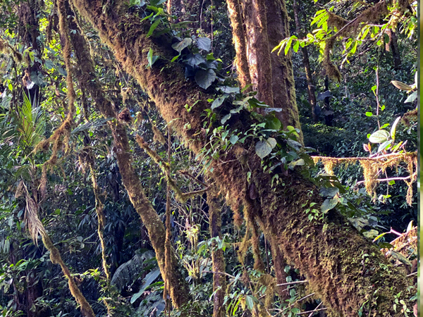 mossen in nevelwoud monteverde