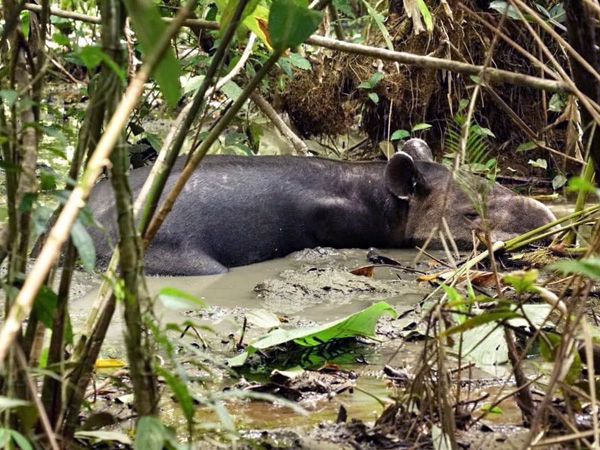 tapir in modder