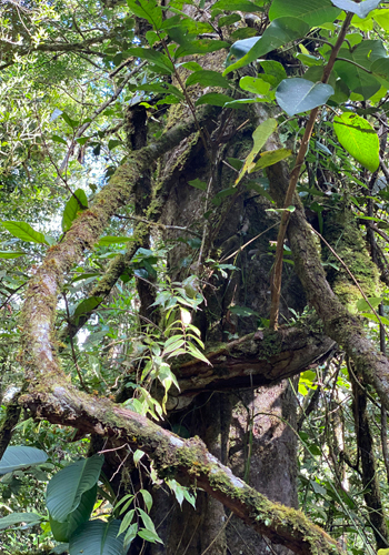 weelderige begroeiing nevelwoud monteverde