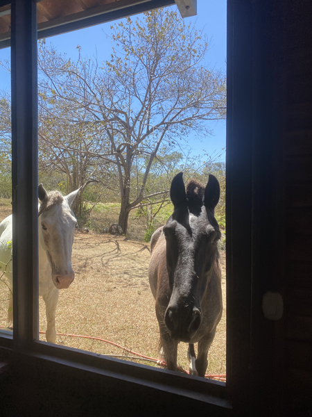 paarden bij het raam
