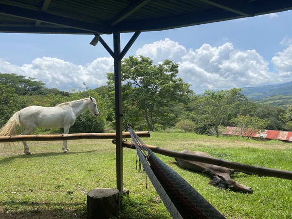 relaxte paarden in miramar