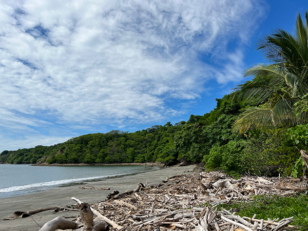 Drift wood beach isla san lucas