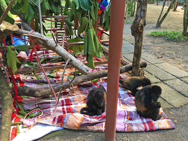 baby creche in jaguar rescue center