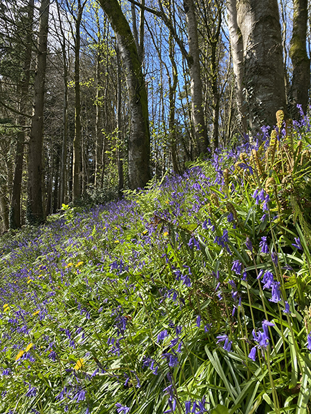 bluebells in garvagh