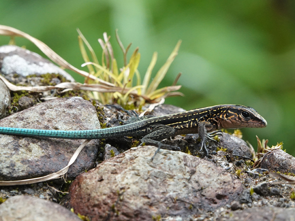 central american whiptail lizard