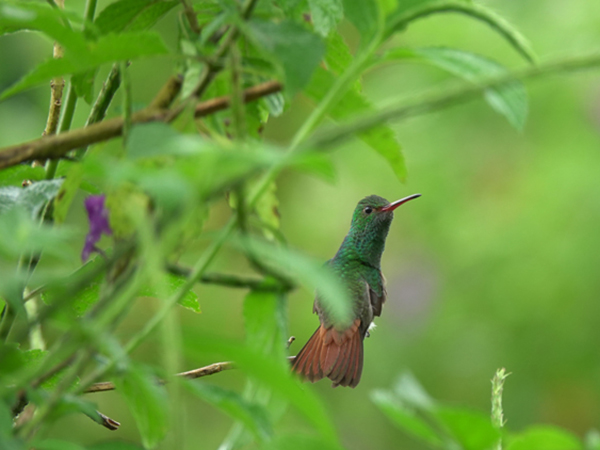 kolibrie in la fortuna