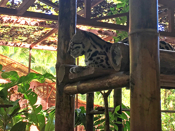 ocelot in jaguar rescue center