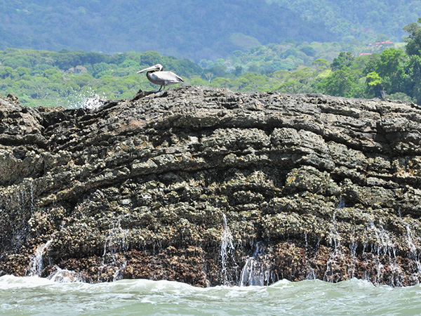 pelikaan uvita zeereservaat
