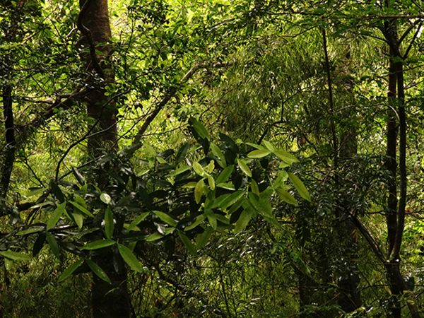 diepgroen regenwoud in rincon
