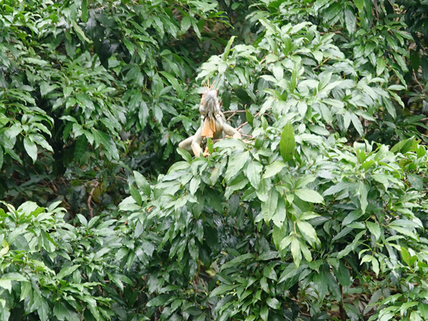 iguana bij rio san juan