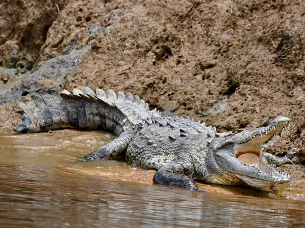 krokodil in sierpe