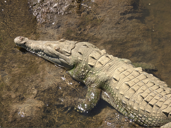 krokodil in tarcoles