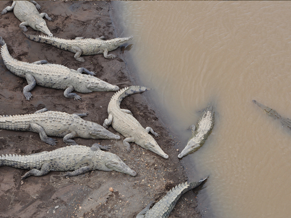 krokodillen bij tarcolesbrug