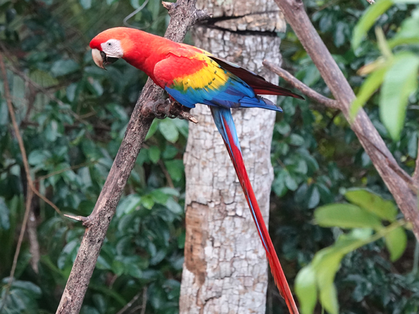 macaw bij carara