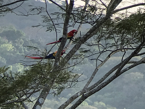 macaws bij valavond in boom