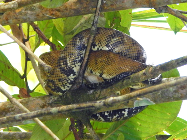 mangrove snake