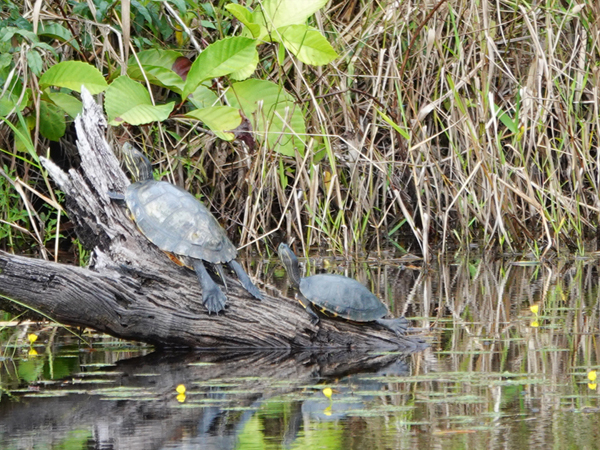 rivierschildpadden bij maquenque