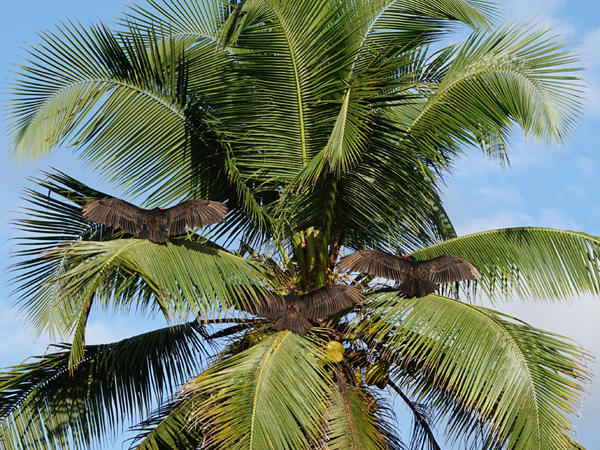 zwarte gieren in palmboom