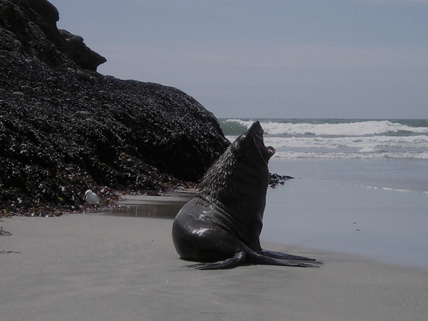 Wild flippers and a crash landing