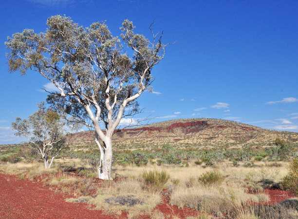 A wild toilet break in the outback